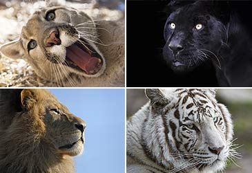 Which species is the only big cat that lives in groups in the wild?