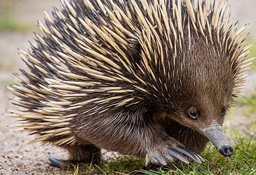 An echidna is depicted on the reverse of which Australian coin?
