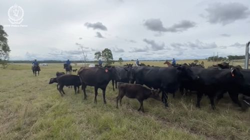 Aï»¿ man has been charged after allegedly stealing Wagyu cattle, semen and embryos from a farm in the NSW countryside. The investigation into alleged fraud and stolen genetics from a cattle farm in Grafton began in 2024. 