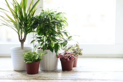 indoor plants