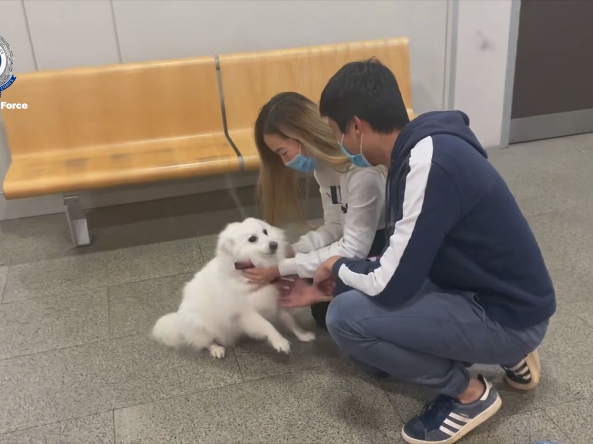 Sydney News Dog Reunited With Its Owners After It Was Allegedly Stolen From Sydney Home