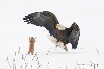 Alex Walker's Serian Creatures on the Land Award