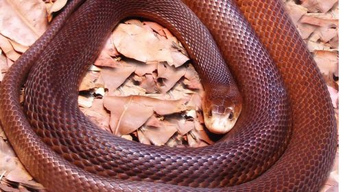 The CSIRO says the idea Australia is home to the world's deadliest snakes is largely a myth.