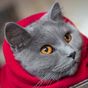 Tips to help cats to stay warm and healthy during winter