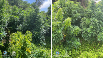 Coorong marijuana drug crop found in South Australia 