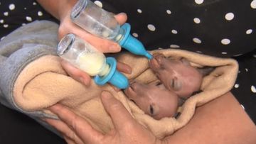 Rare twin joeys saved from dead mother’s pouch 
