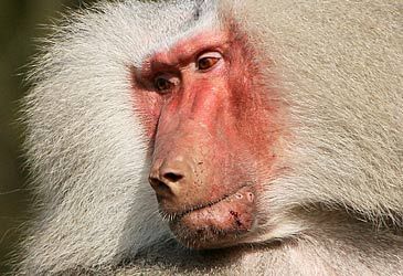 The hamadryas baboon was sacred to which ancient civilisation?
