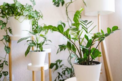 Indoor plants houseplants