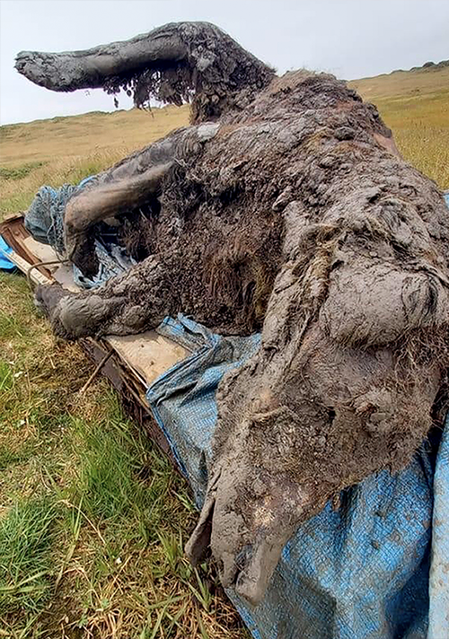 Reindeer herders in a Russian Arctic archipelago found the immaculately preserved carcass.