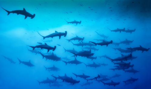 Une image étonnante de requins-marteaux scolaires qui se rassemblent en grand nombre sur les îles Malpelo et Cocos