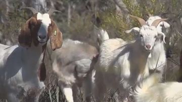 Goats are being used instead of backburning in the NSW Central West.