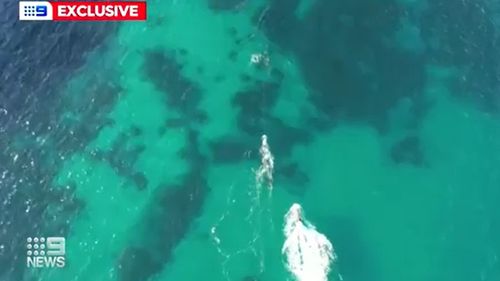 NSW Police Rescue has attempted a high-stakes rescue after a whale became entangled in netting off Coogee Beach.