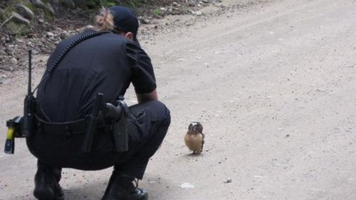 What a hoot: US deputies stop for a chat with a baby owl