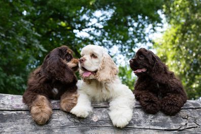 DOG STOCK Cocker Spaniel Dog.