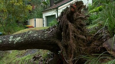 Tree down at Lane Cove, in Sydney's north