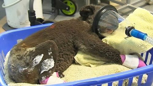 An injured koala is treated at the Port Macquarie Koala Hospital.