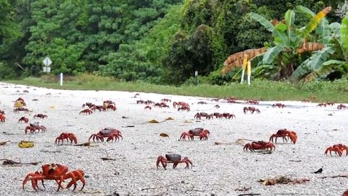 Selon les patrons de la faune, la population des célèbres crabes de l'île Christmas est en plein essor, alors que la créature recommence sa célèbre migration.