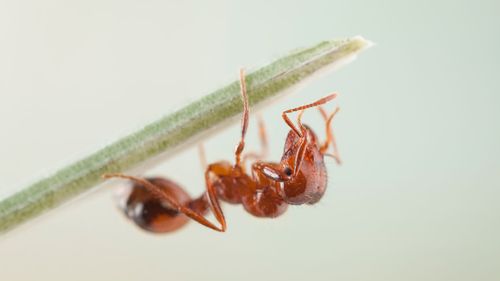 Les autorités de Tasmanie enquêtent après qu'une seule fourmi de feu rouge importée a été détectée dans un centre de colis de l'Australia Post, dans le sud de l'État.
