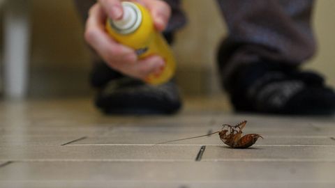 Cockroach bug spray