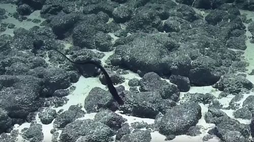 Les scientifiques de l'Ocean Exploration Trust à bord du navire de recherche Nautilus ont été émerveillés par la bouche béante d'une jeune anguille gulper.