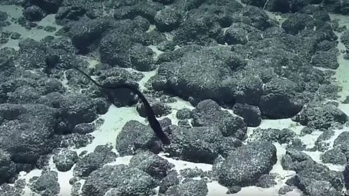 The Ocean Exploration Trust scientists aboard the Nautilus research vessel were amazed by the gaping mouth of a young gulper eel.