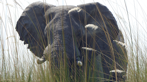 In this Sept. 5, 2016 photo, an elephant, in Botswana's Okavango Delta, allowed viewers a close approach via a boat drifting quietly through tall grass.  (Dean Fosdick via AP)