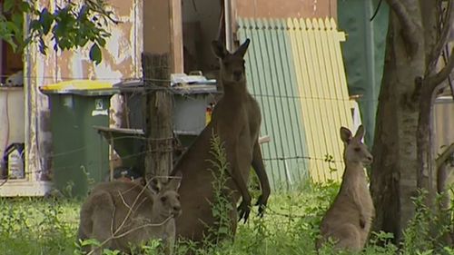 She said her dog started chasing the kangaroo, so she tried to intervene and was attacked. 