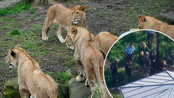 Five lions spent ten minutes out of their enclosure at Taronga Zoo.