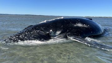 A ten-metre humpback whale stranded off the coast of Queensland has been rescued ﻿following a mammoth operation.