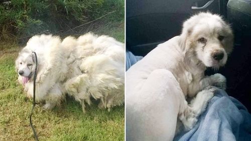 Neglected dog sheds 16kg of fur after receiving first trim in six years