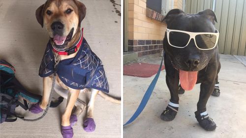 Some Facebook users have bought boots for their dogs to protect their feet. (Facebook)