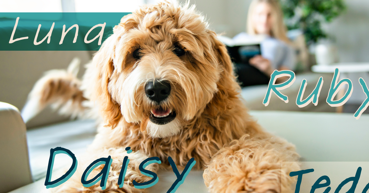 The 10 most popular dog names in Australia for 2023