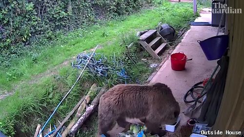 Brown Bears Mish and Lucy, both aged five, somehow escaped their enclosure inside Wildwood Devon, in Devon, and beelined for the park's food stores. 