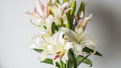 hand hold a bunch of white lily with white background