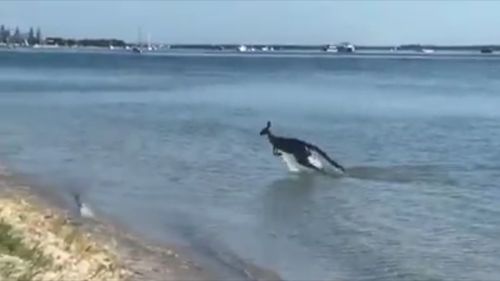 The kangaroo was seen taking a dip to cool off. (9NEWS)