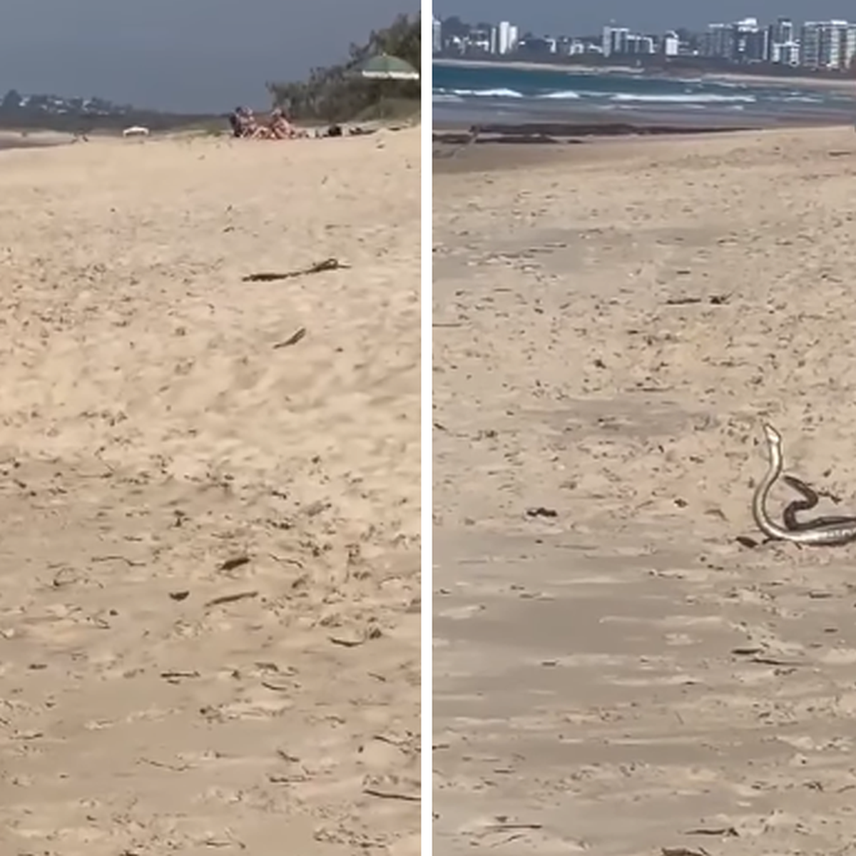 Clash of the pythons: Two snakes battle it out in shower before Qld mum  intervenes