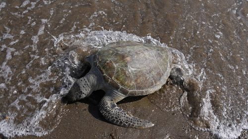 A green sea turtle dead body was located by the beach at the Khor Kalba Conservation Reserve in the town of Kalba about 128 kilometres east of Dubai in the United Arab Emirates.