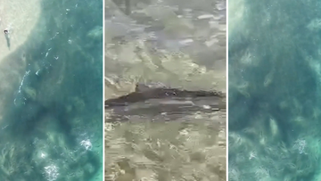 A group of sharks have been spotted metres from the shore at a beach in Queensland.