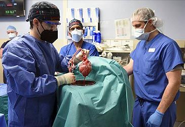 What animal's genetically modified heart was transplanted into a human this week?