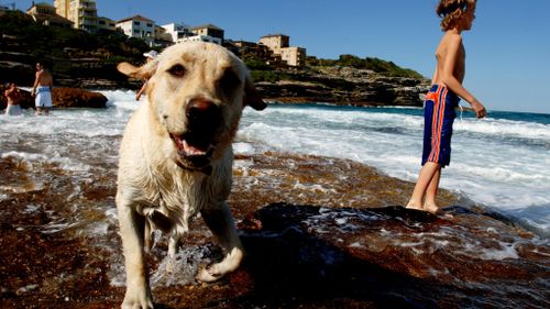 Pet heatwave warning issued after dog died while tied to clothesline