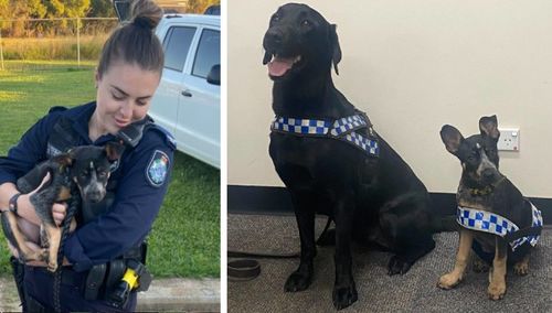 'Honey' is now under the care of north Queensland Police, and has already squared up with the teams K-9 unit