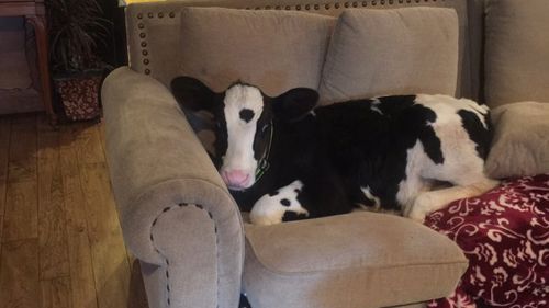 Rescued Californian calf that thinks he's a dog achieves viral fame
