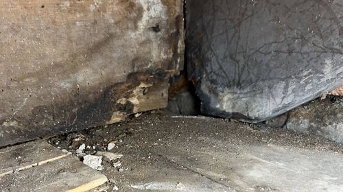 Rats have eaten through the parts of Brad Power's home he is renting in Glebe.