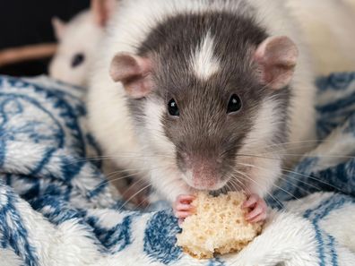 Stock photo of a pet rat
