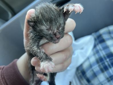 Hills Cat Rescue Neonatal Kittens Found Riverstone