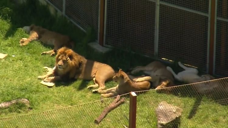 Six more lions speared to death by Kenyan herders just days after one of  the country's oldest lions was killed, World News