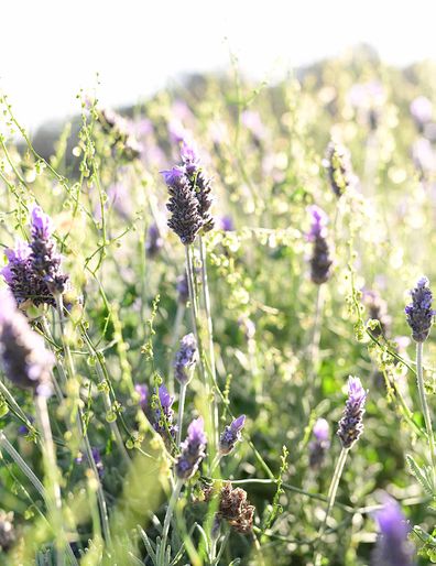 Scenic Rim, lavender flowers