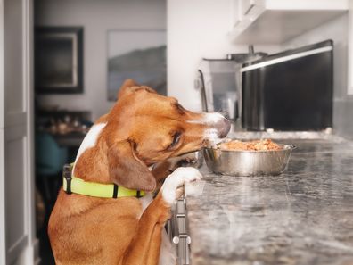 Dog trying to steal food iStock photo