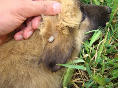 Ticks and pets