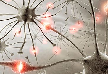 What is the name of the junction where neurons pass signals to one another in the nervous system?